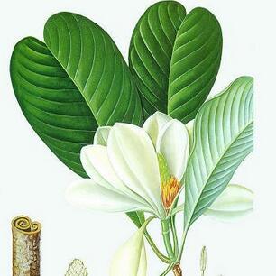 high quality natural magnolia bark extract magnolol