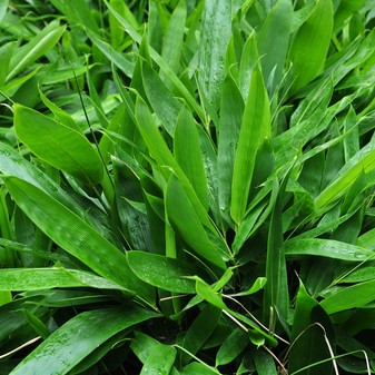 organic plant extrac Bamboo Leaf Flavonoids //Bamboo Leaf Extract