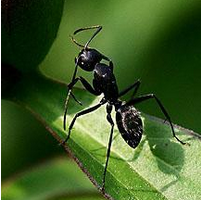 Pure natural Black ant extract/Black ant extract powder/Black ant powder extract