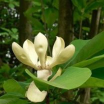 100% natural High Quality Pure Magnolia Officinalis P.E